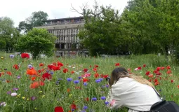 Diane Masclary - Prairie fleurie © Diane Masclary