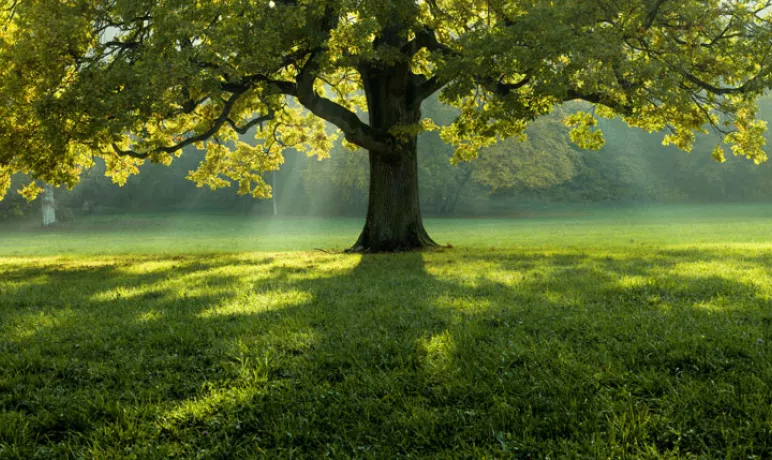 Photo d'un arbre seul dans une clairière.