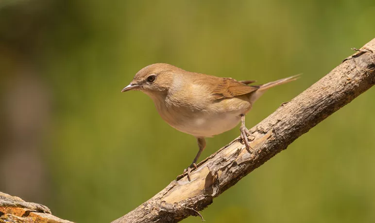 La photo illustre une fauvette des jardins perchée sur une branche. C'est un petit oiseau au plumage brun.