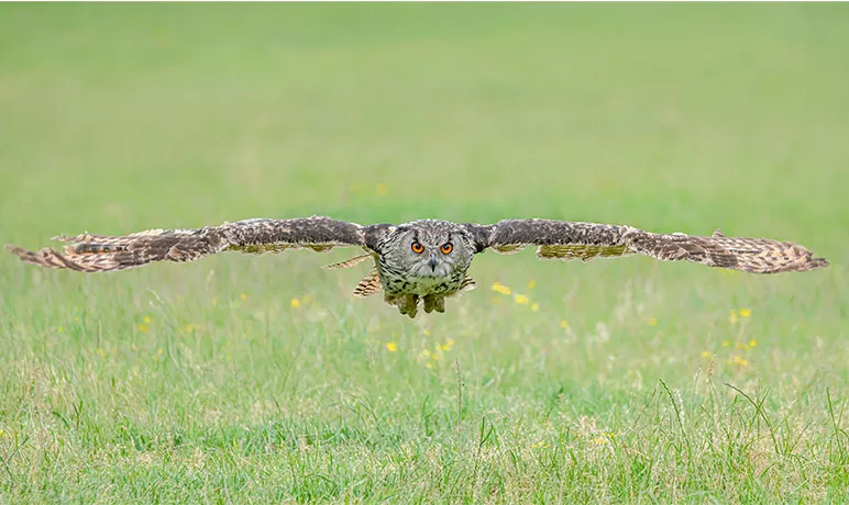 Photo d'un Hibou grand-duc en plein vol au-dessus d'une prairie.