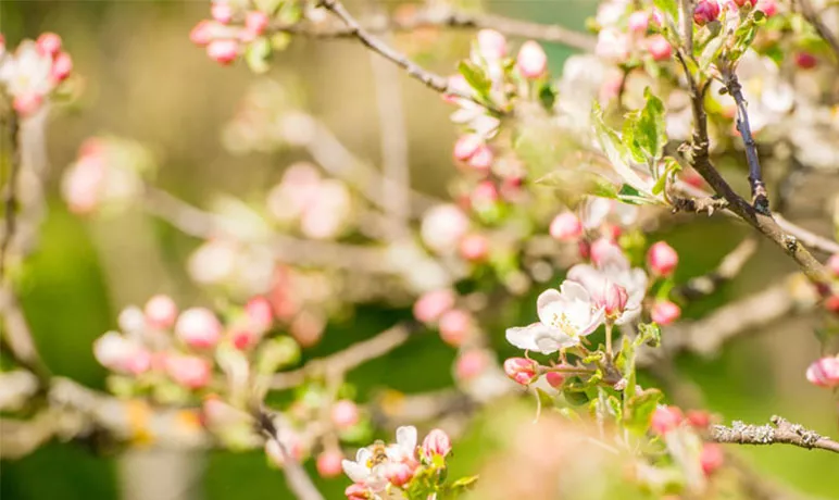 Photo de branches de Pommiers avec ses délicates fleurs blanches.