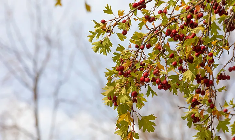 Photo d'Aubépine avec ses baies rouges.