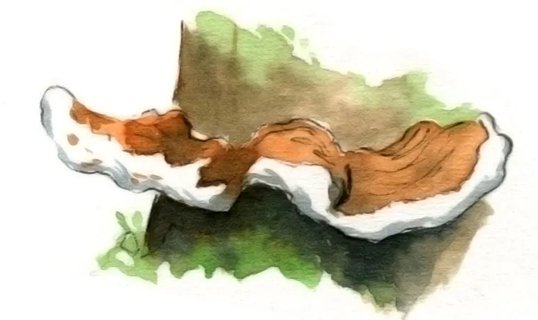 Illustration d'un Polypore sur un tronc d'arbre mort. © ANT