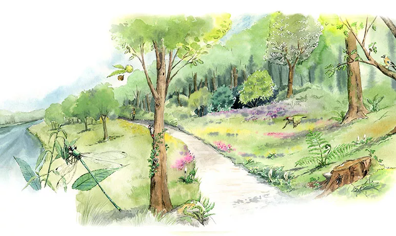 Illustration d'un chemin boisé longeant un cours d'eau. © ANT