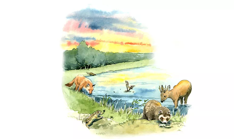 Illustration de la faune sauvage s'abreuvant au bord d'un étang au crépuscule.  © ANT