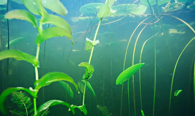 Photo de plantes aquatiques sous l'eau.