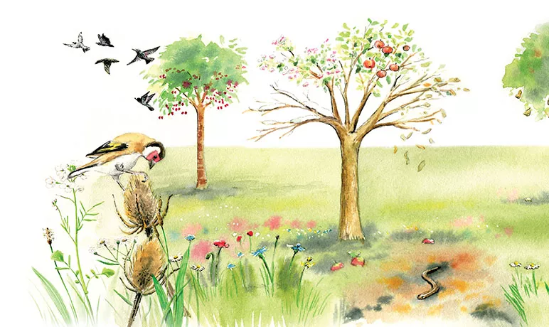 Illustration d'une prairie avec des arbres fruitiers, des Cardères et un Chardonneret posé sur l'une de ses fleurs. © ANT
