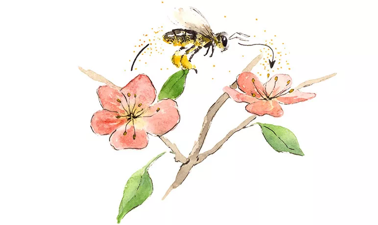 Illustration de la pollinisation de fleurs de Pommier par une abeille. © ANT