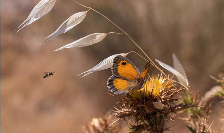 Photo d'un papillon Ocellé de la canche et d'un abeille butinant une fleur.