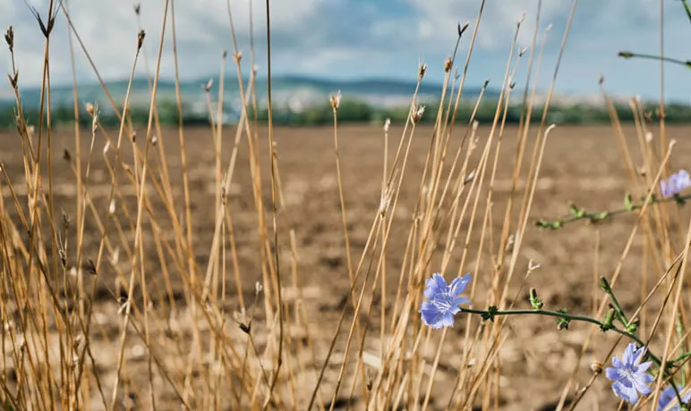 Photo d'une prairie avec un relief de montagnes en fond.