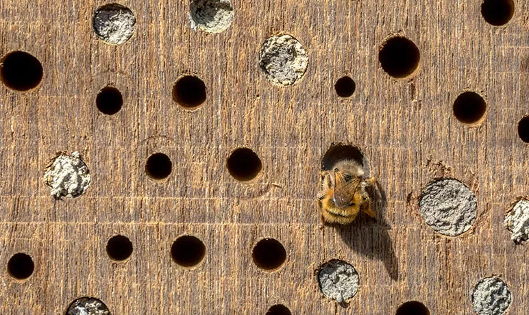 Photo d'une abeille solitaire construisant son nid dans une alvéole creusée dans du bois.