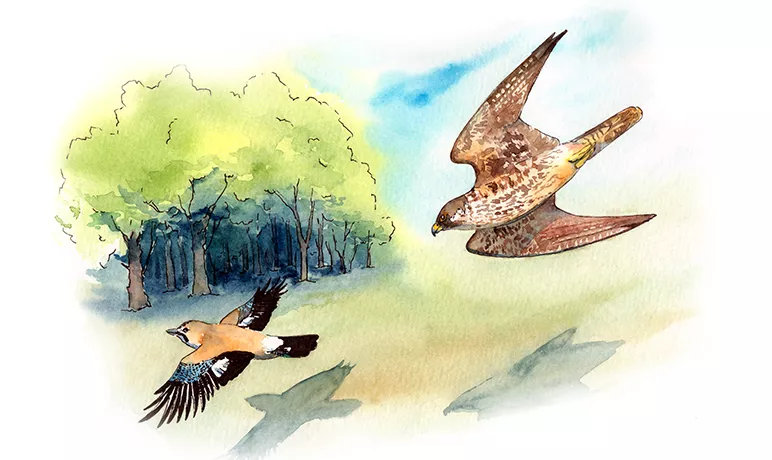 Illustration d'un Épervier sur le point d'attaquer un Geai des Chênes. © © ANT