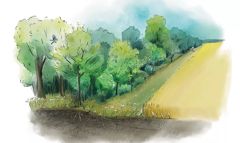Illustration d'une haie en bordure de champ. © © ANT