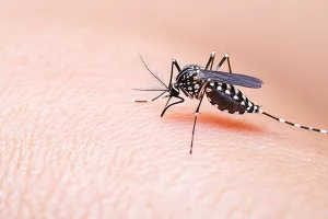 La lutte contre les moustiques s'accélère